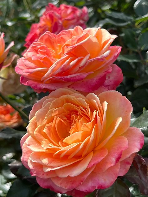 Orange Veranda rose Orange Peonies, Propagating Roses, Container Roses, Floribunda Roses, Rose Flower Pictures, Rose Care, David Austin Roses, Floral Image, English Roses