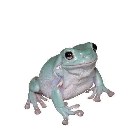 Click to View Care Sheet for White's Tree Frog Pet Frog, Whites Tree Frog, Pet Frogs, Cute Frog, Tree Frog, Cute Pets, Frogs, Pet, White