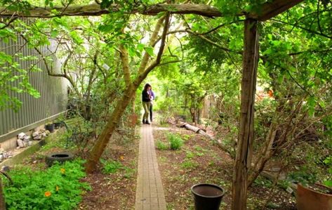 Permaculture, Small Food Forest, Eco Village Community, Food Forest Design, Forest Bed, Backyard Ecosystem, Backyard Food, Food Forest Garden, Natural Forest