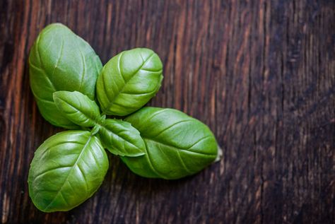 Benefits Of Basil, Harvesting Basil, Easy Herbs To Grow, Growing Herbs Indoors, Basil Essential Oil, Marsala Chicken Recipes, Growing Basil, Basil Leaf, Basil Plant