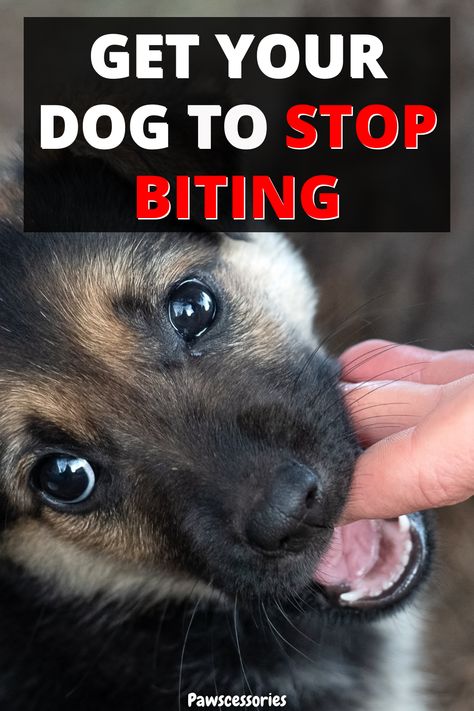 When dogs are young and developing many go through intense phases of biting and nipping which can sometimes alarming and hard to stop. In addition, even grown dogs bit. This is why it's important to understand why dogs bite to begin with, so we can understand how to stop it. In this article we discuss, the 6 reasons dogs/puppies bite,13 ways to get your puppy/dog to stop biting, why dogs bite specific people and not others, and more… How To Make Your Puppy Stop Biting, How To Get A Puppy To Stop Biting, Shih Tzu Training, Short Dog Leash, Crate Training Dog, Short Dog, Puppy Biting, Scary Animals, About Dogs