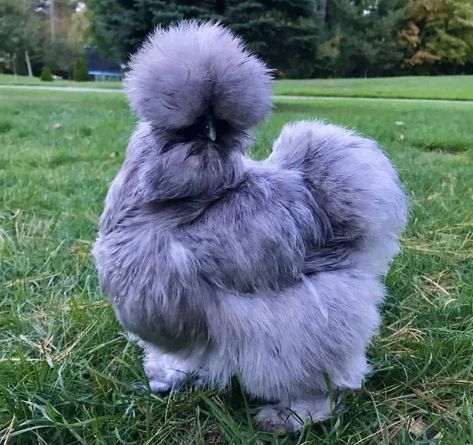 Backyard Chickens & Roosters - Chickens, Livestock, Homesteading & Gardening | Rural Living Pretty Chickens Breeds, Blue Silkie Chicken, Blue Cochin Chicken, Fluffy Chicken Drawing, Laying Hens Breeds, Silky Chickens, Hen Breeds, Show Chickens, Chicken Colors