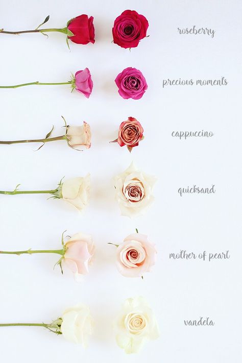 Different Roses Colors, Cappuccino Rose, Roses Colors, Rose Color Meanings, Rose Colors, Flower Chart, About Rose, Rose Care, Colour Pallet