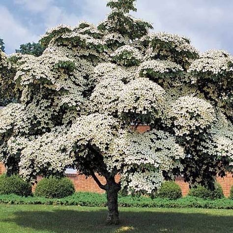 Cornus kousa ' Milky Way' One of the heaviest-flowering Chinese Dogwoods in the… Plants, Nature, Milky Way, Palm Trees, Drought Tolerant Trees, Cornus Kousa, Street Trees, Banana Plants, Drought Tolerant