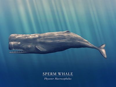 Sperm Whale Art, Whale Watercolor, Painting Fish, Whale Illustration, Whale Painting, Robot Animal, Whale Tattoos, Watercolor Whale, Whale Design