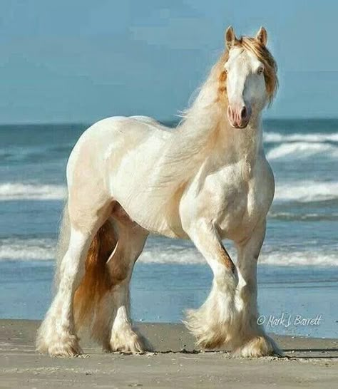 Vanner Horse, Clydesdale Horses, Animals Amazing, Horse Aesthetic, Pony Horse, Most Beautiful Horses, Majestic Horse, Horse World, Clydesdale