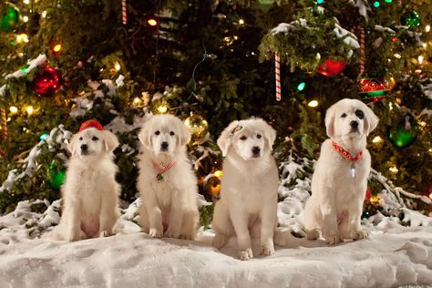 To Dog With Love: Santa Paws 2: The Santa Pups is Coming to Town! Paw Wallpaper, Pyrenean Mountain Dog, Spreading Christmas Cheer, Christmas Films, Pumpkin Pie Recipe, Christmas Beanie, Cheryl Ladd, Santa Paws, Christmas Puppy