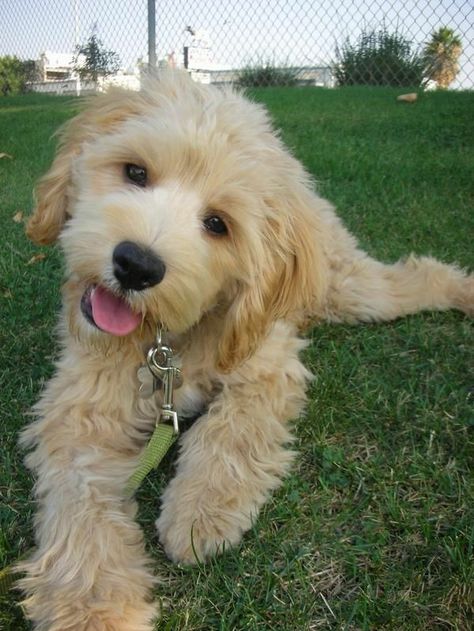 Adorable Labradoodle Labrador Poodle Labradoodle Pictures, National Puppy Day, Puppy Day, Australian Labradoodle, Labradoodle Puppy, Puppies And Kitties, Goldendoodle Puppy, Doodle Dog, Little Puppies