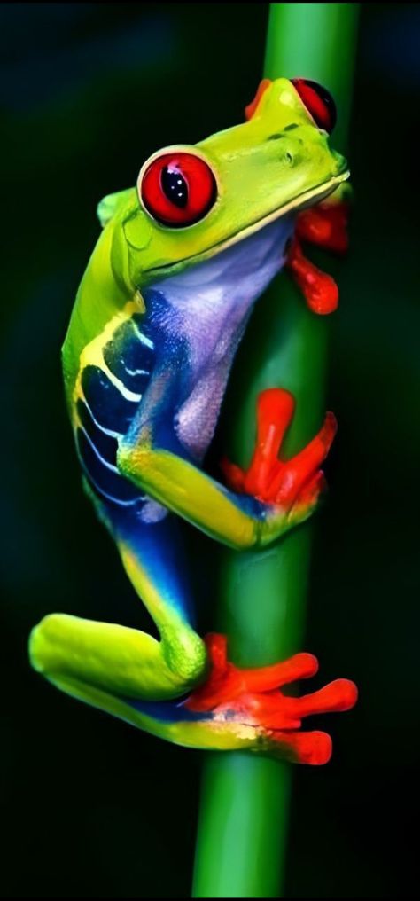 Colorful Frogs Pictures, Tree Frog Art, Frog Photos, Colorful Frogs, Colourful Animals, Real Animals, Frog Tattoo, Red Eyed Tree Frog, Frog Pictures