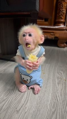 Baby Pet Monkey, Monkey Eating Banana, Cute Monkey Pictures, Monkey Banana, Baby Monkeys, Monkey 2, Capuchin Monkey, Monkey And Banana