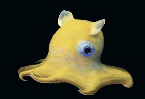 9 Flapjack Octopus Facts: They Don't Have Ink Sac or Ability to Camouflage - Odd Facts Deep Sea Octopus, Flap Jack Octopus, Flapjack Octopus Drawing, Deep Ocean Creatures, Flapjack Octopus, Cool Octopus, Octopus Facts, Octopus Cute, Octopus Species