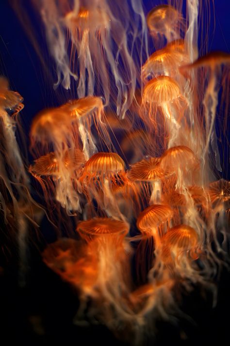 Yellow Jellyfish Aesthetic, Orange Jellyfish Wallpaper, Orange Jellyfish Aesthetic, Jellyfish Project, Yellow Jellyfish, Sea Nettle Jellyfish, Orange Jellyfish, Bioluminescent Jellyfish, Cool Sea Creatures