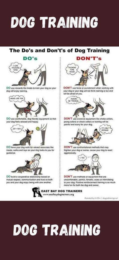 #dog training #dog reward training #how to train my dog #how to house train a dog #reward training for dogs Lacrosse Training, Dog Psychology, House Training Puppies, Bored Dog, Easiest Dogs To Train, What Kind Of Dog, Dog Behavior Problems, Dog Training Classes, House Training Dogs