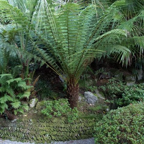 Australian Tree Fern, Watering Trees, Dicksonia Antarctica, Courtyard Ideas, Australian Painting, Tree Fern, Temperate Rainforest, Planting Plan, Tree Canopy