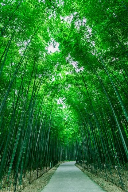 Bamboo Forest Japan, Beautiful Scenery Wallpaper, Bamboo Landscape, Bamboo Background, Bamboo Wallpaper, Tranquil Garden, Tree Abstract, Disney Character Drawing, Nature Background Images