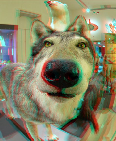 https://flic.kr/p/2nmTy2V | NHM-Rotterdam TTW 3D anaglyph | anaglyph red/cyan stereo D7000 cha-cha 10.5 Anaglyph Art, Anaglyph 3d, Magic Eye Pictures, Gcse Photography, 3d Anaglyph, 3d Photos, Eye Pictures, 3d Pictures, Magic Eyes