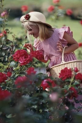 The rose garden is a place of beauty and enjoyment. It is also a place of toil. Continued effort is the price of a rose garden adorned with abundant and fragrant petals. Among the tasks required of rose gardeners is periodic pruning. "Mister Lincoln," a tall hybrid tea selection favored for its fragrant red flowers, will look its best with regular pruning. This impressive specimen grows 3 to 5 feet tall in U.S. Department of Agriculture plant hardiness zones 5 through 9. Mr Lincoln Rose, Roses Varieties, Roses Garden Care, Rose Garden Landscape, Pruning Roses, Garden Companion Planting, Knockout Roses, Rose Seeds, Shrub Roses