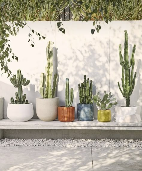 Dry Garden, Garden Deco, Cactus Decor, Backyard Garden Design, Cactus Garden, Desert Landscaping, Succulents Garden, Backyard Landscaping Designs, Outdoor Plants