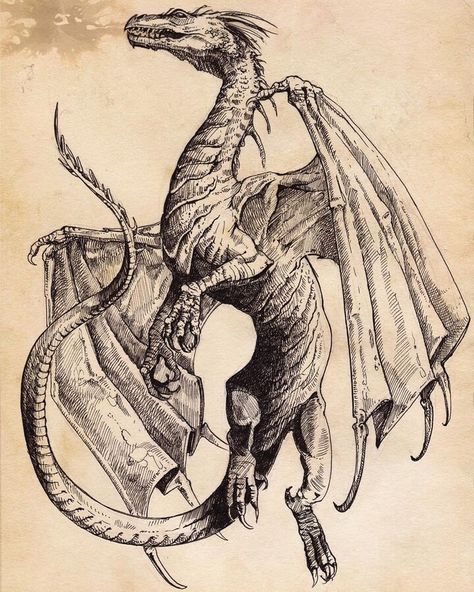 fantasy character art Dragon Poster Vintage, Dnd Dragon Drawing, Dragon Vintage Illustration, Dragonology Illustrations, Medieval Illustration Art, Old Dragon Art, Medevil Dragon, Medieval Inspired Art, Medieval Dragon Art