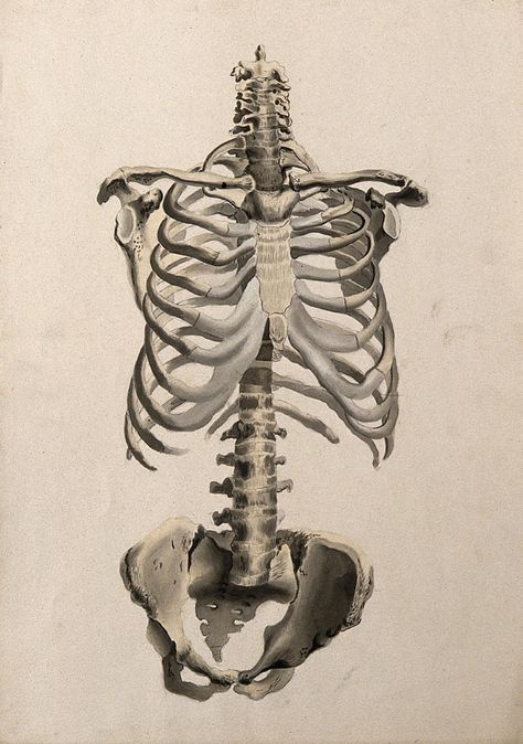 Bones of the torso: front view. Ink and watercolour, 1830/1835?, after W. Cheselden, ca. 1733. | Wellcome Collection Watercolour Skeleton, Skeleton Back View, Torso Bones, Anatomy Flowers, Bone Drawing, Skeleton Tattoo, Skeleton Drawings, Ink And Watercolour, Wellcome Collection