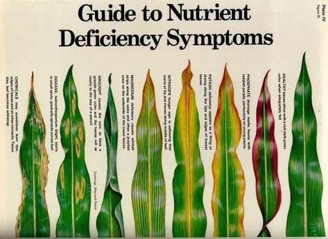 Guide to Nutrient Deficiency Symptoms. Have Inspiration, Plant Identification, Life Cycle, Permaculture, Growing Plants, Herb Garden, Plant Life, Indoor Garden, Horticulture