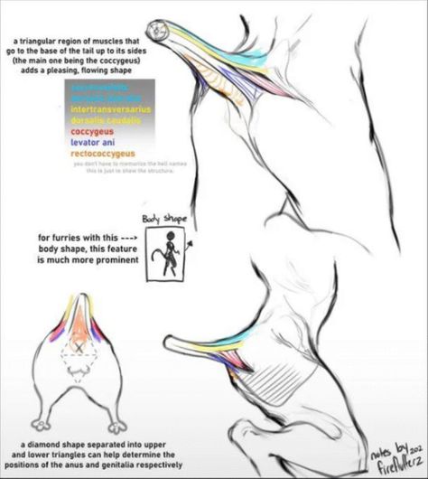 Tail On Human Drawing, Human With Tail Anatomy, Winged Human Poses, Olympic Body Types, Idle Pose Drawing Reference, Sayter Drawing, Creature Body Base, Side Glance Reference, How To Draw Bandages On Arms