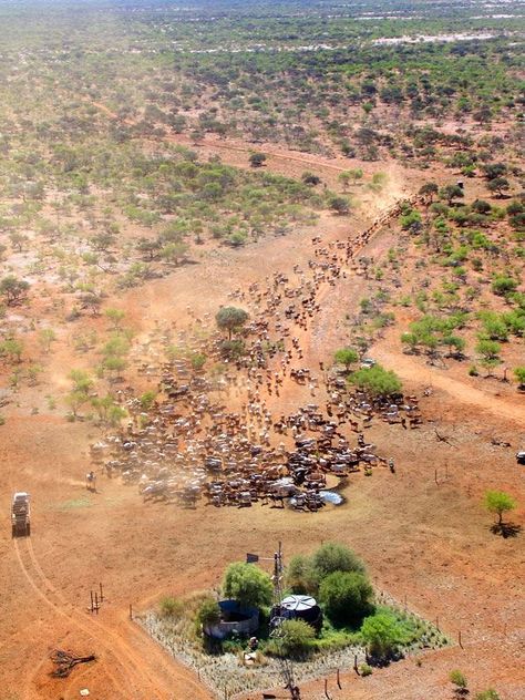 Cattle Station, Thorn Birds, Beautiful Australia, Crocodile Dundee, Australian Outback, Outback Australia, Land Of Oz, Country Lifestyle, Winter Weather