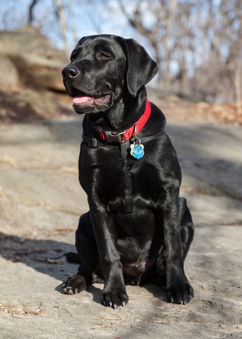 Black Labs Dogs, Black Labrador Dog, Dog Exercise, Black Labrador Retriever, Black Lab Puppies, Lab Dogs, Black Labs, Labrador Retrievers, Lab Puppies