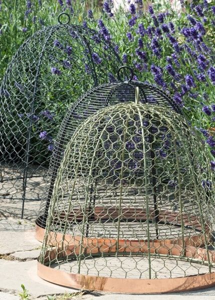 Garden Dome Trellis, Wire Garden Cloche, Cloche Garden, Vege Garden Ideas, Garden Cloches, Wire Cloche, Cloche Ideas, Cool Bird Houses, Garden Cloche