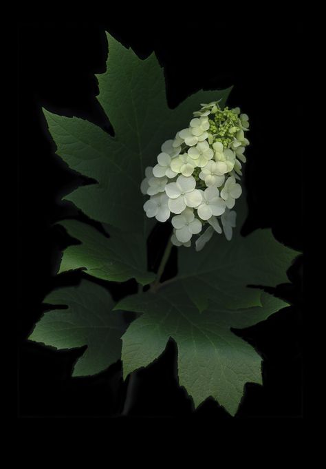 Mary Kocol, Oak Leaf Hydrangea, Hydrangea Leaves, State Flowers, Jungle Plants, Hydrangea Painting, Oakleaf Hydrangea, Moon Garden, Flower Inspiration