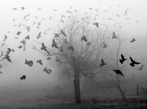 House Blackwood Aesthetic, Blackwood Aesthetic, House Blackwood, Asoiaf Aesthetic, Box Makeover, Foggy Day, Yennefer Of Vengerberg, Flock Of Birds, Southern Gothic