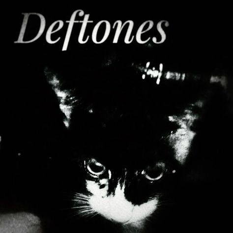 Deftones Pfp, Deftones Cat, Wooden Playground, What's My Aesthetic, Silly Cats Pictures, Band Posters, Silly Cats, American Horror Story, Pretty Cool