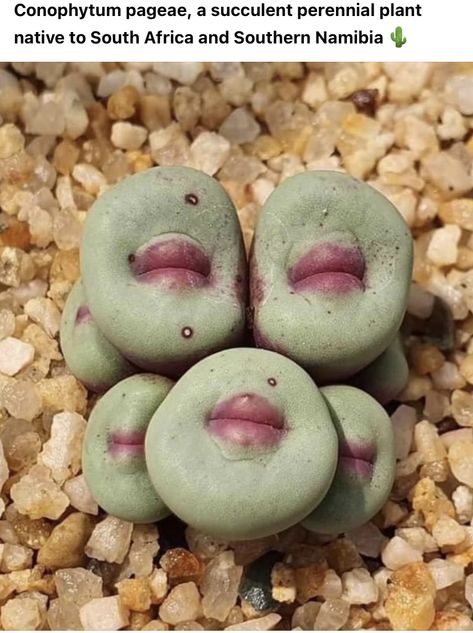 Mimicry Plant, Lithops Succulents, Bali Decor, Sloped Backyard, Weird Plants, Succulent Garden Diy, Succulent Gardening, Plant Ideas, Unusual Plants