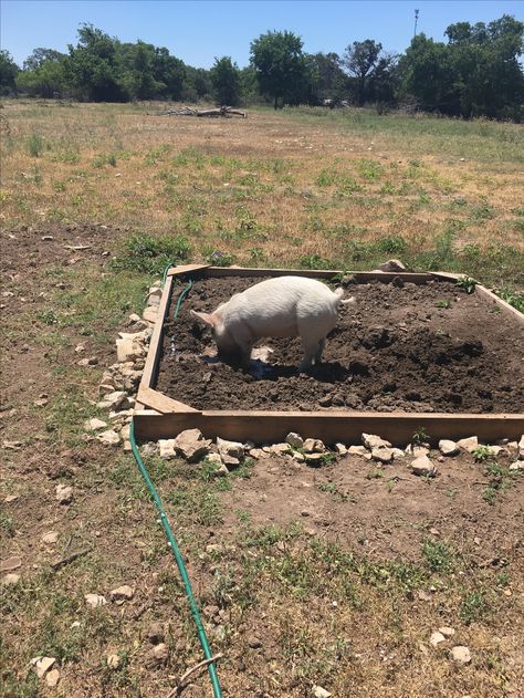 Potbelly Pig Pen Ideas, Pig Pen Ideas Diy, Mini Potbelly Pigs, Pig Houses, Mini Pig Care, Raising Livestock, Kune Kune Pigs, 3 Pigs, Pig Ideas