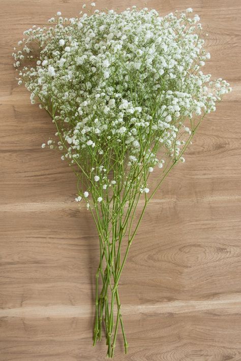 New Love Baby's Breath is a variety of Gypso (Gypsophila). The ideal “filler,” Baby’s Breath provides just the right amount of volume to your bouquet. The flower is sturdy, has a long vase life and is available year-round. It is also attractively priced. New Love has a slight fragrance and larger blooms than the other varieties of Baby’s Breath—Million Star or Mirabella. Grower bunches are based on weight, with a range of 7-10 stems per bunch. Flower Explosion, Gypsophila Wedding, Gypsophila Flower, Floral Design Classes, Fresh Wedding Flowers, Long Vase, Flower Identification, Flower Guide, Baby Breath