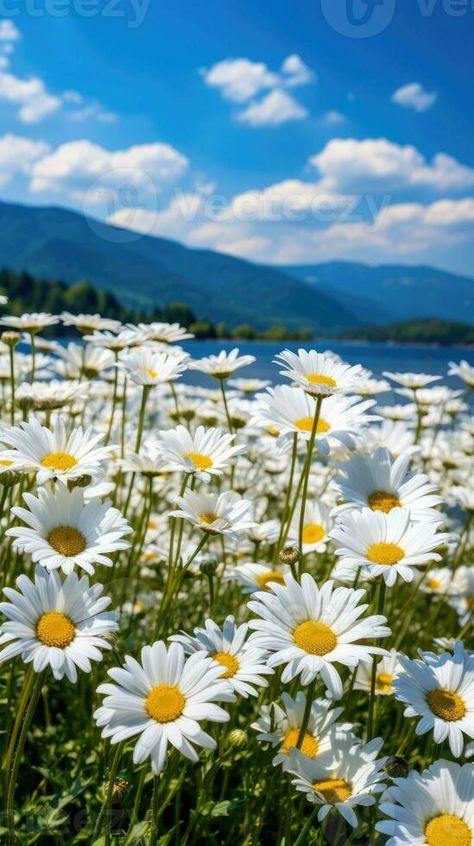 Daisy field landscape for wallpapers Nature, Daisy Landscape, Landscape Field, Purple Butterfly Wallpaper, Field Of Daisies, Metal Cart, Flower Background Images, Field Wallpaper, Paintings Tutorials