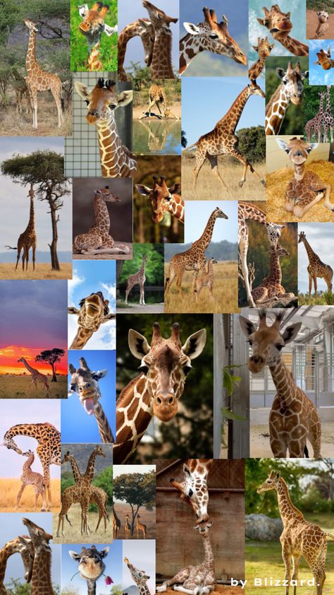 Giraffe collage - enjoy :) Giraffes, Create Yourself, Collage