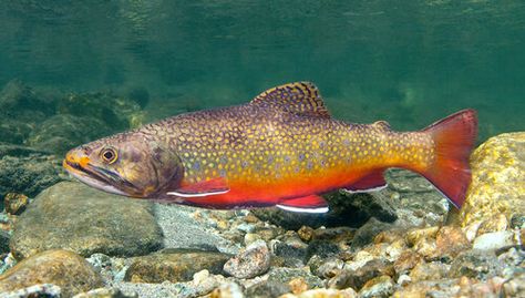 Grayling Fish, Lake Trout Fishing, Fish Chart, Trout Art, Rainbow Trout Fishing, Cutthroat Trout, Fish Artwork, Fishing Photography, Brook Trout