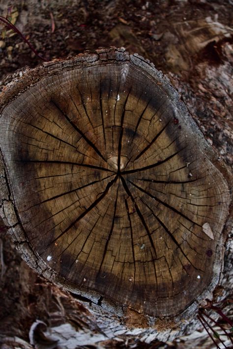 Aged wood, close up, cracking wood, warm tones, earthy aesthetic, close up photography, canon potograpgy, wood rings, wood, 5 Paragraph Essay Outline, Earthy Tones Aesthetic, Photo Essay Examples, 5 Paragraph Essay, Earth Tone Aesthetic, Essay Outline Template, Decay Art, Close Up Art, Application Essay