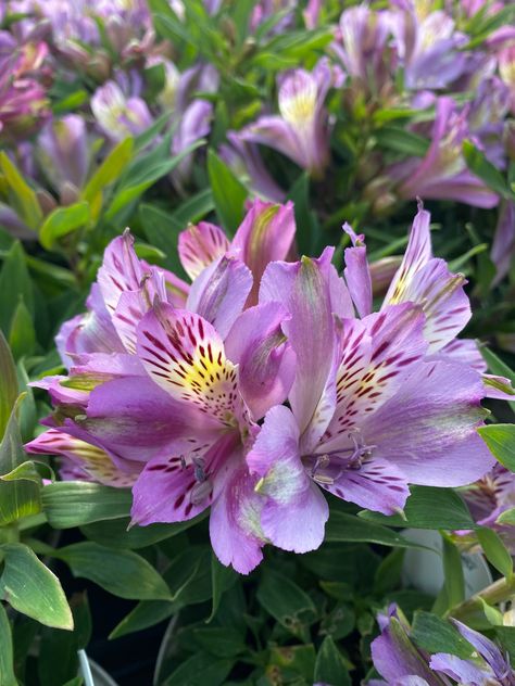 INCA OCEAN® Alstroemeria (Peruvian Lily) Inca Lily, Proven Winners Perennials, Peruvian Lily, Purple Flowering Plants, Long Blooming Perennials, Mother's Day Flowers, Peruvian Lilies, Garden Calendar, Lily Plants