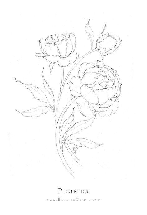 How To Draw Peony Flowers, Drawing Peony, Peonie Flower Drawings, Peonie Drawings, Pioni Flowers Tattoo, Peony Design Drawing, Feminine Tattoos Stencil, Pioni Tattoo, Draw Peony