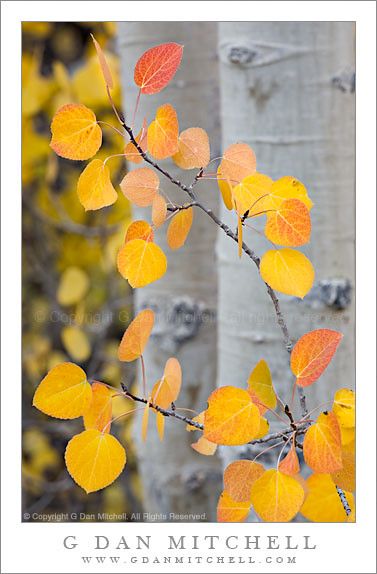 Aspen Leaves, North Lake | Aspen Leaves, North Lake. Sierra … | Flickr Aspen Tattoo, Aspen Trees Tattoo, Aspen Trees Photography, Fall Leaves Tattoo, 자작나무 그림, Aspen Leaves, Famous Trees, Aspen Art, Birch Tree Art