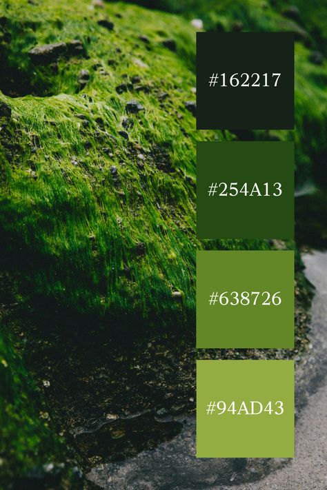 Rugged Moss Terrain: A rugged landscape covered in vibrant green moss, highlighting the textures and earthy tones of a moss green color palette. Vibrant Green Color Palette, Earthy Green Color Palette, Moss Color Palette, Moss Green Color Palette, Color Scheme Generator, Rugged Landscape, Moss Green Color, Green Color Palette, Green Palette