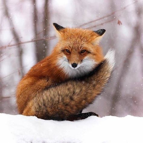 James_the_fox on Instagram: “For more ✨ ---- . by @fox.dailylove . #foxs #vulpesvulpes #vulpes #fox #foxkit #foxesofinstagram #redfox #arcticfox #foxes #foxdaily…” Fabulous Fox, Fox Pictures, Fox Tail, Fox Lover, Pet Fox, Underwater Creatures, Wild Dogs, Baby Fox, Cute Fox