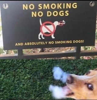 NO SMOKING 4 NO DOGS AND ABSOLUTELY NO SMOKING DOGS! – popular memes on the site ifunny.co Crush Memes, Funny Dog Memes, Memes Humor, Disney Memes, Funny Animal Memes, Dog Memes, Funny Signs, A Sign, Best Memes