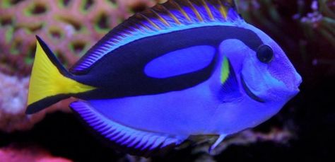 Want a Dory Look Alike Fish? This Is the Perfect Tank Addition ... Blue Tang Fish, Saltwater Aquarium Fish, Koi Fish Drawing, Blue Tang, Fauna Marina, Salt Water Fishing, Salt Water Fish, Sea Life Art, Saltwater Fish