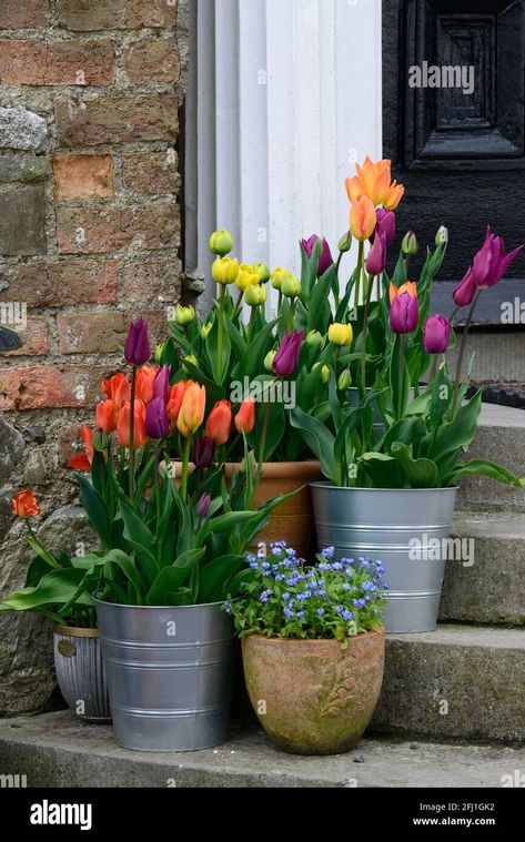 Front Yard Tulips, Tulips In Front Yard, Pots On Steps, Tulips In Containers, Tulips Planting, Container Tulips, Tulip Pots, Tulips In Pots, Potted Tulips