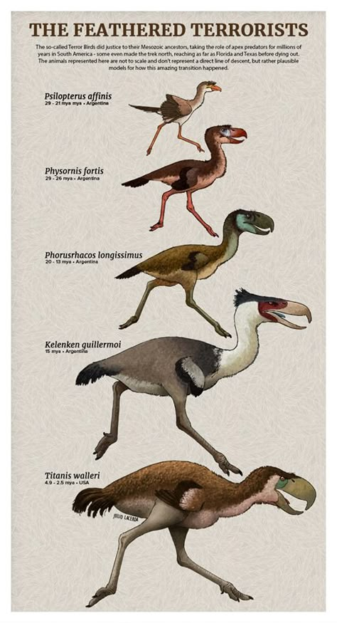 Bird Evolution, Bird Dinosaur, Terror Bird, Prehistoric Mammals, Prehistoric Animals Dinosaurs, Types Of Birds, Prehistoric Wildlife, Prehistoric World, Ancient Animals