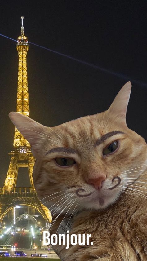 Cat In France, Wallpaper For Presentation, Paris Cat, French Meme, France Wallpaper, French Cat, Ig Pfp, Contemporary History, Gustave Eiffel