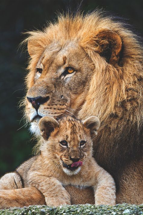 imposingtrends: “ Dad and his son | ImposingTrends | Facebook | Instagram ” Lion Family, Lion Photography, Lions Photos, Lion Love, Lion Images, Lion Pictures, Lion Cub, Majestic Animals, Animal Photos